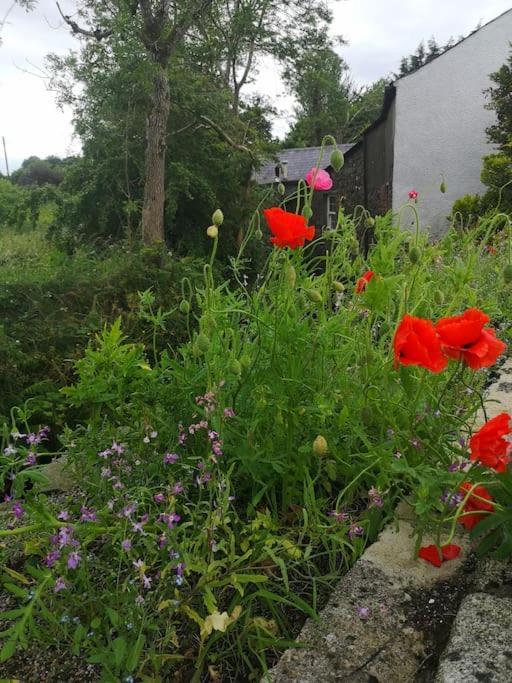 Riverside Cottage At Logwood Mill Ballyclare Buitenkant foto