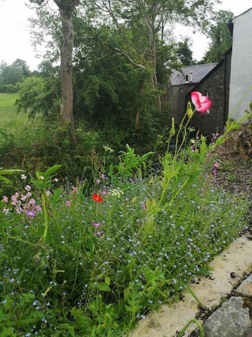 Riverside Cottage At Logwood Mill Ballyclare Buitenkant foto